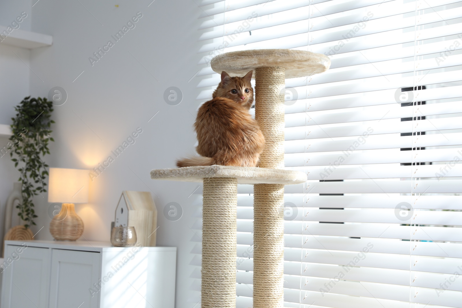 Cute cat on pet tree at home Photo of Cute cat on pet tree at home
