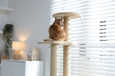 Photo of Cute cat on pet tree at home