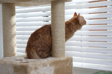 Photo of Cute cat on pet tree at home