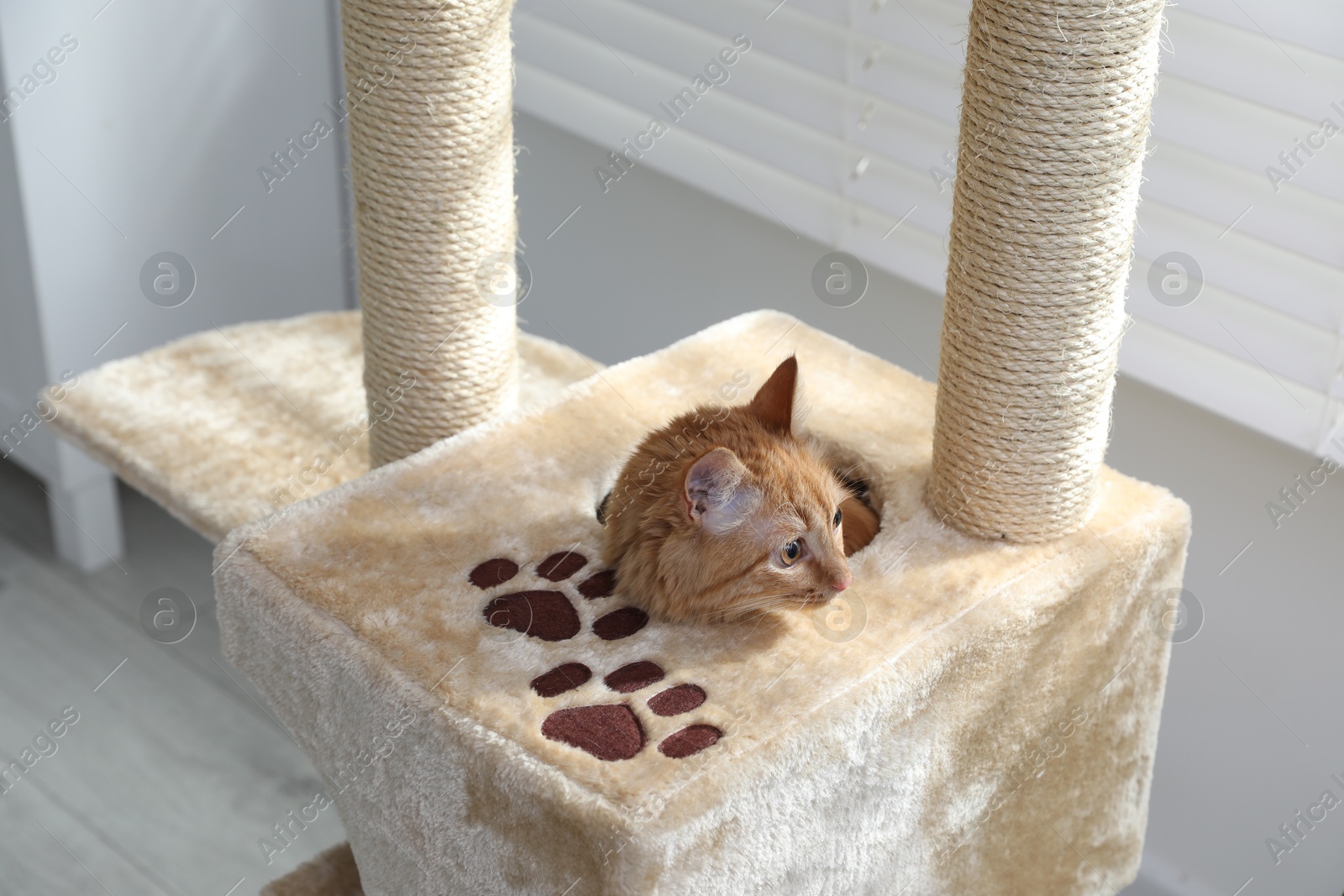 Cute cat hiding in house on pet tree at home Photo of Cute cat hiding in house on pet tree at home