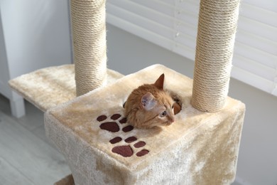 Photo of Cute cat hiding in house on pet tree at home