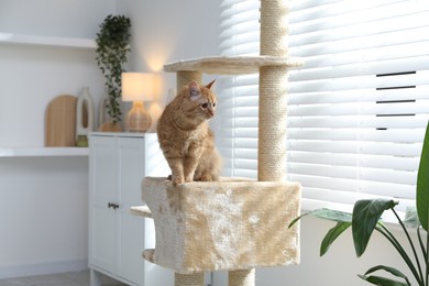 Photo of Cute cat on pet tree at home