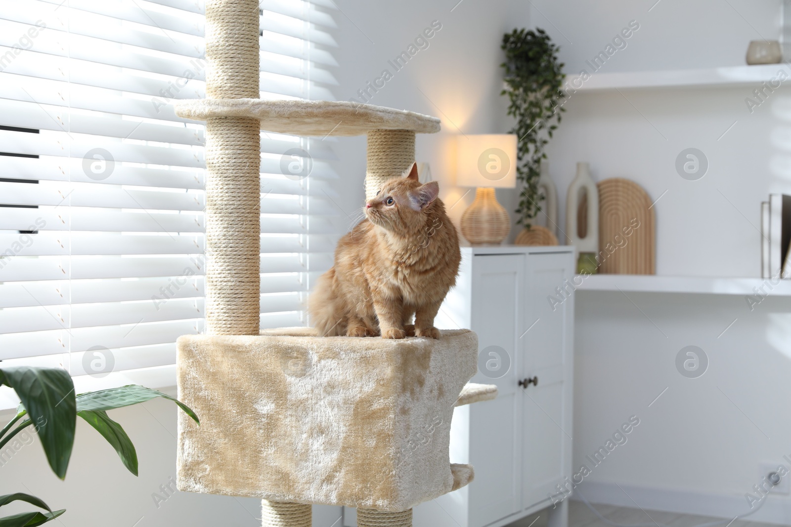Cute cat on pet tree at home Photo of Cute cat on pet tree at home