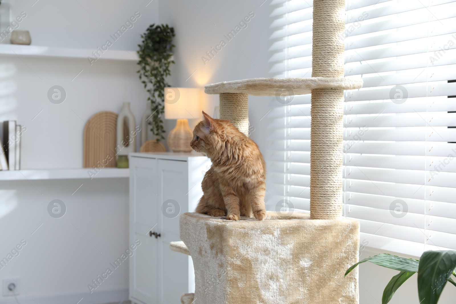 Cute cat on pet tree at home Photo of Cute cat on pet tree at home