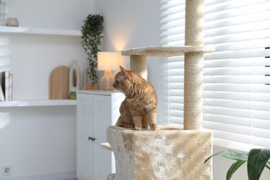 Photo of Cute cat on pet tree at home