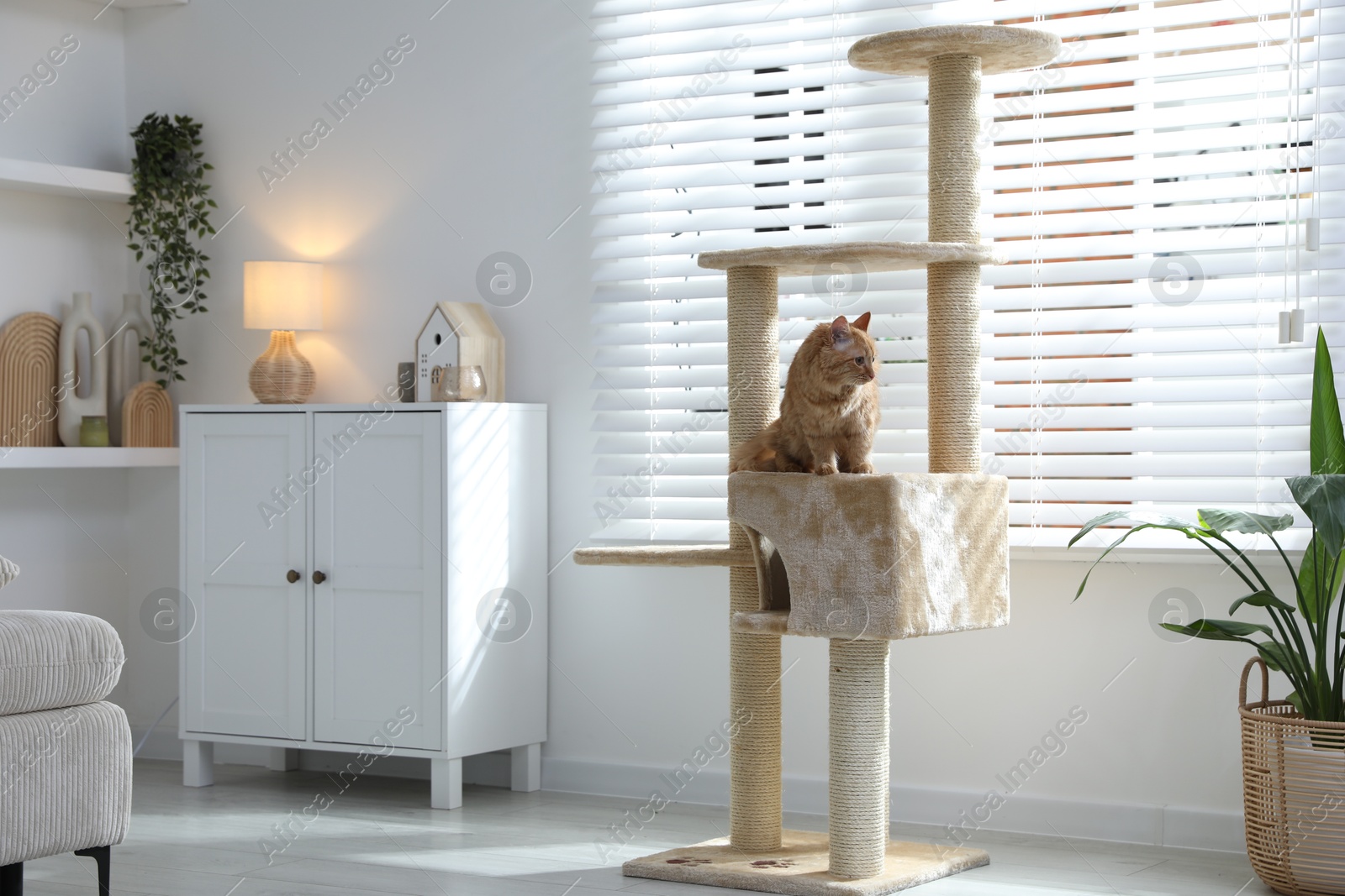 Cute cat on pet tree at home Photo of Cute cat on pet tree at home