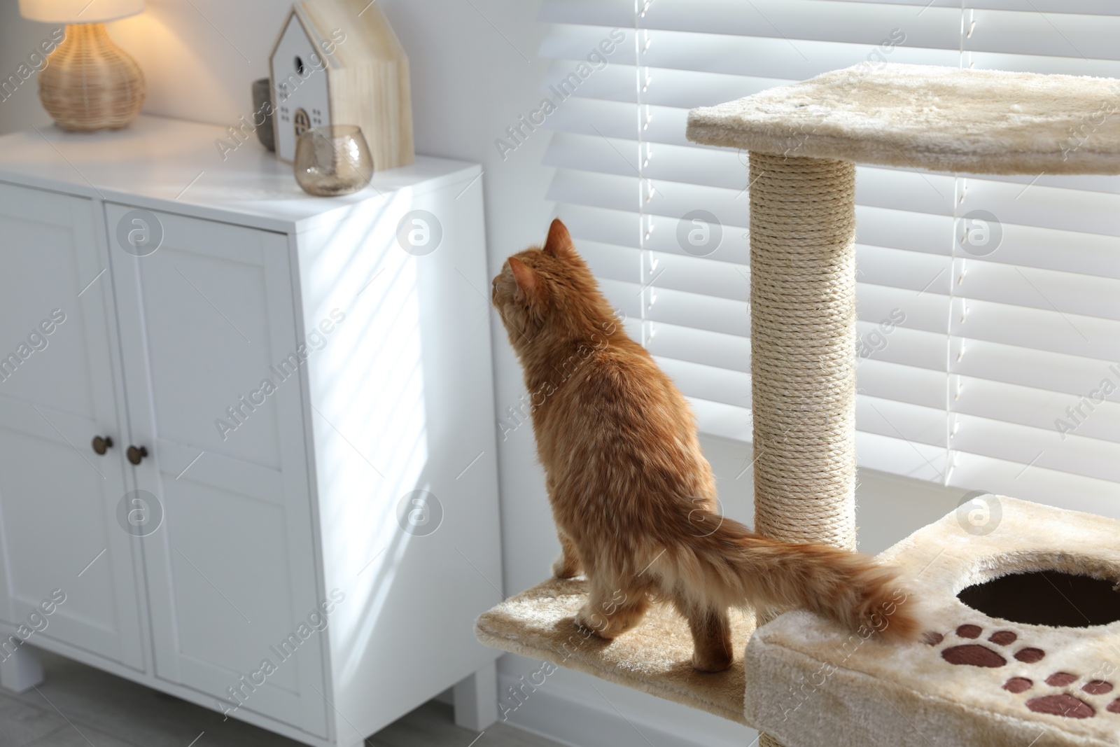 Cute cat on pet tree at home Photo of Cute cat on pet tree at home