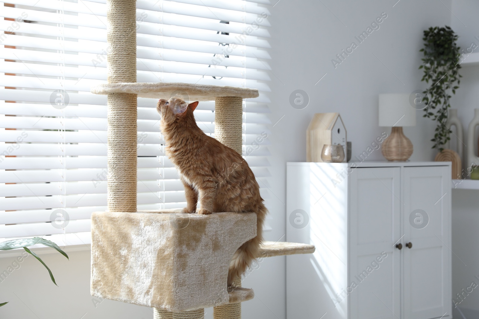 Cute cat on pet tree at home Photo of Cute cat on pet tree at home