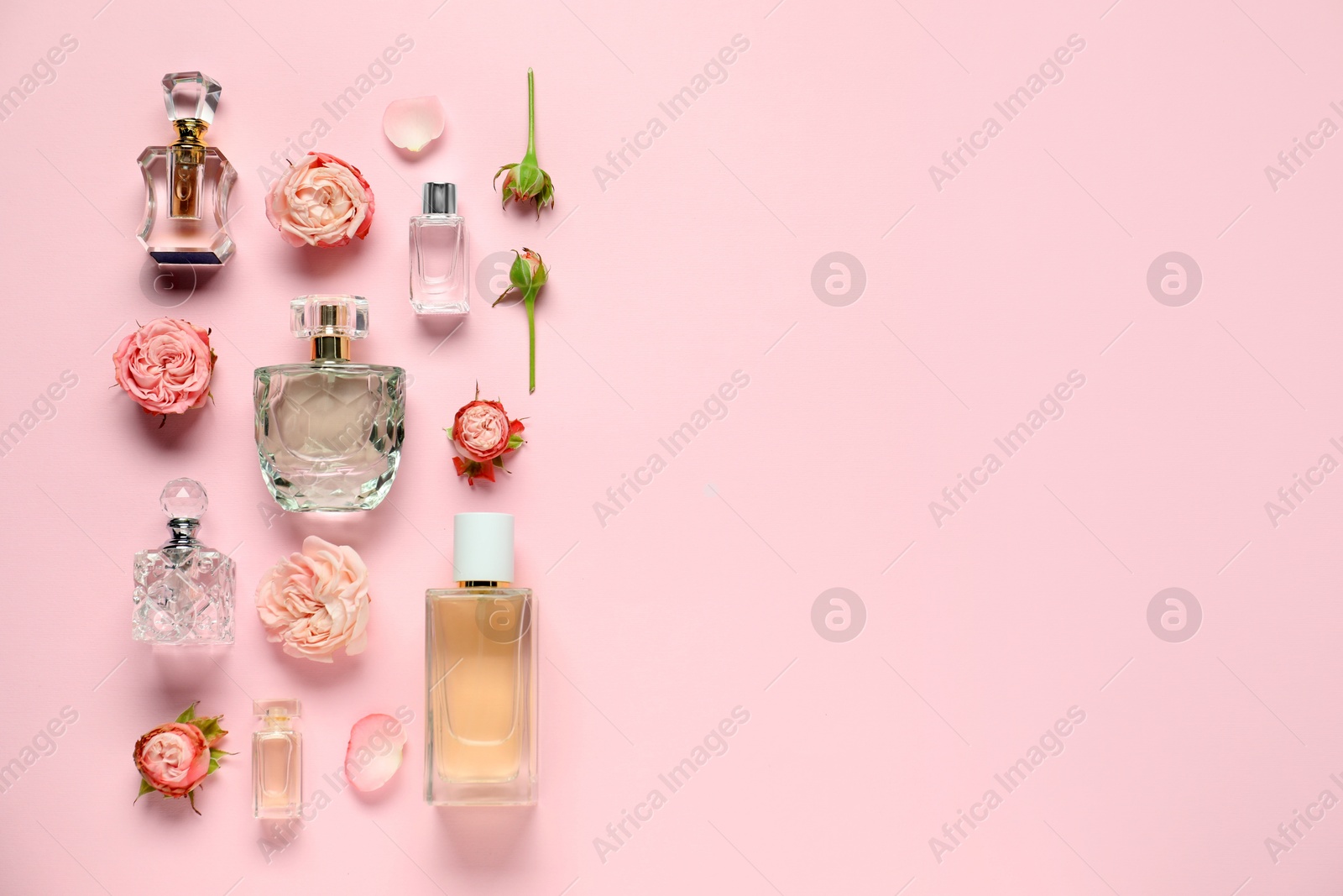 Bottles of perfume and beautiful flowers on pink background, flat lay. Space for text Photo of Bottles of perfume and beautiful flowers on pink background, flat lay. Space for text