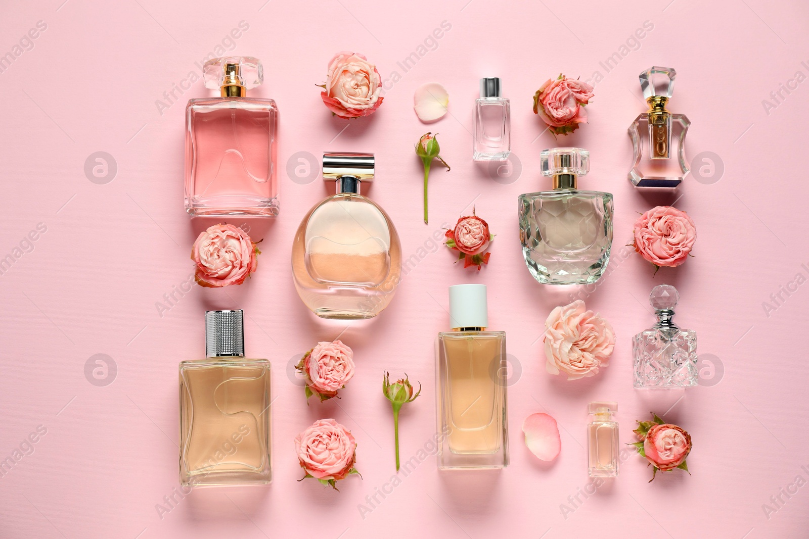 Bottles of perfume and beautiful flowers on pink background, flat lay Photo of Bottles of perfume and beautiful flowers on pink background, flat lay