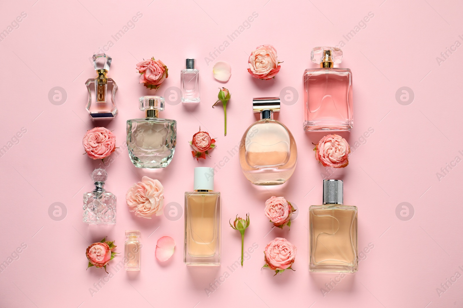 Bottles of perfume and beautiful flowers on pink background, flat lay Photo of Bottles of perfume and beautiful flowers on pink background, flat lay
