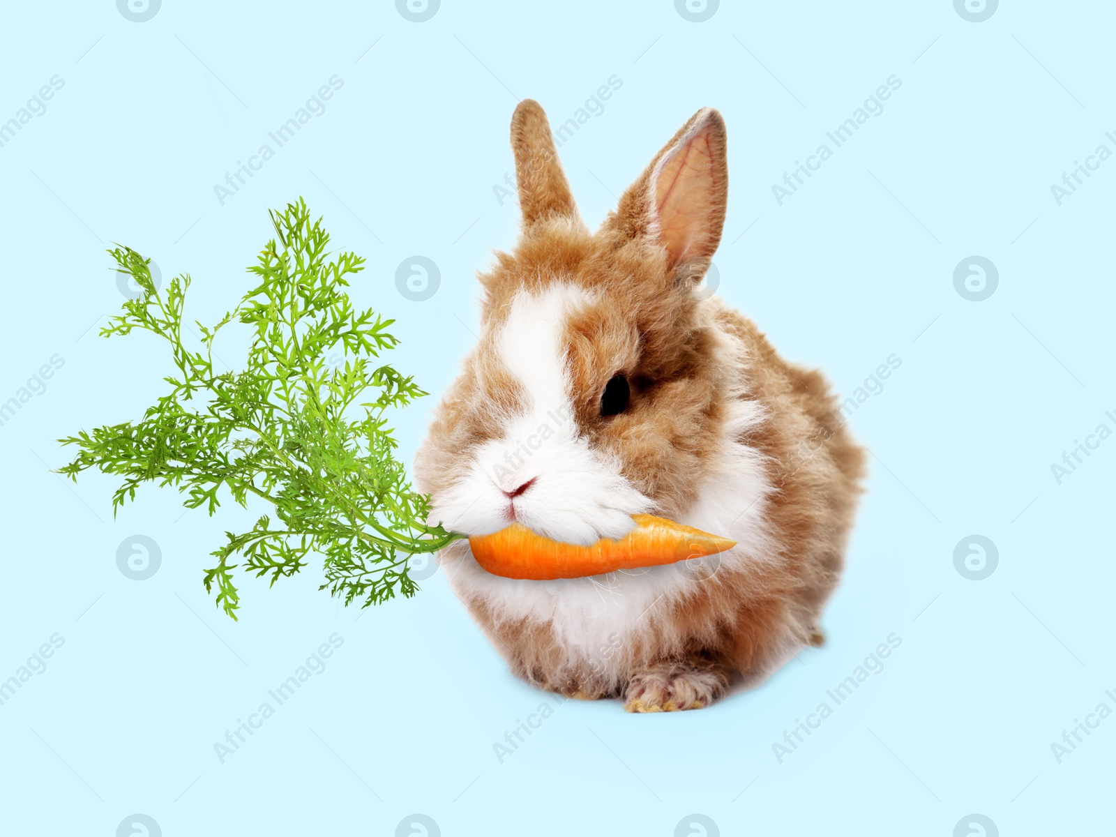 Cute bunny eating carrot on light blue background Image of Cute bunny eating carrot on light blue background