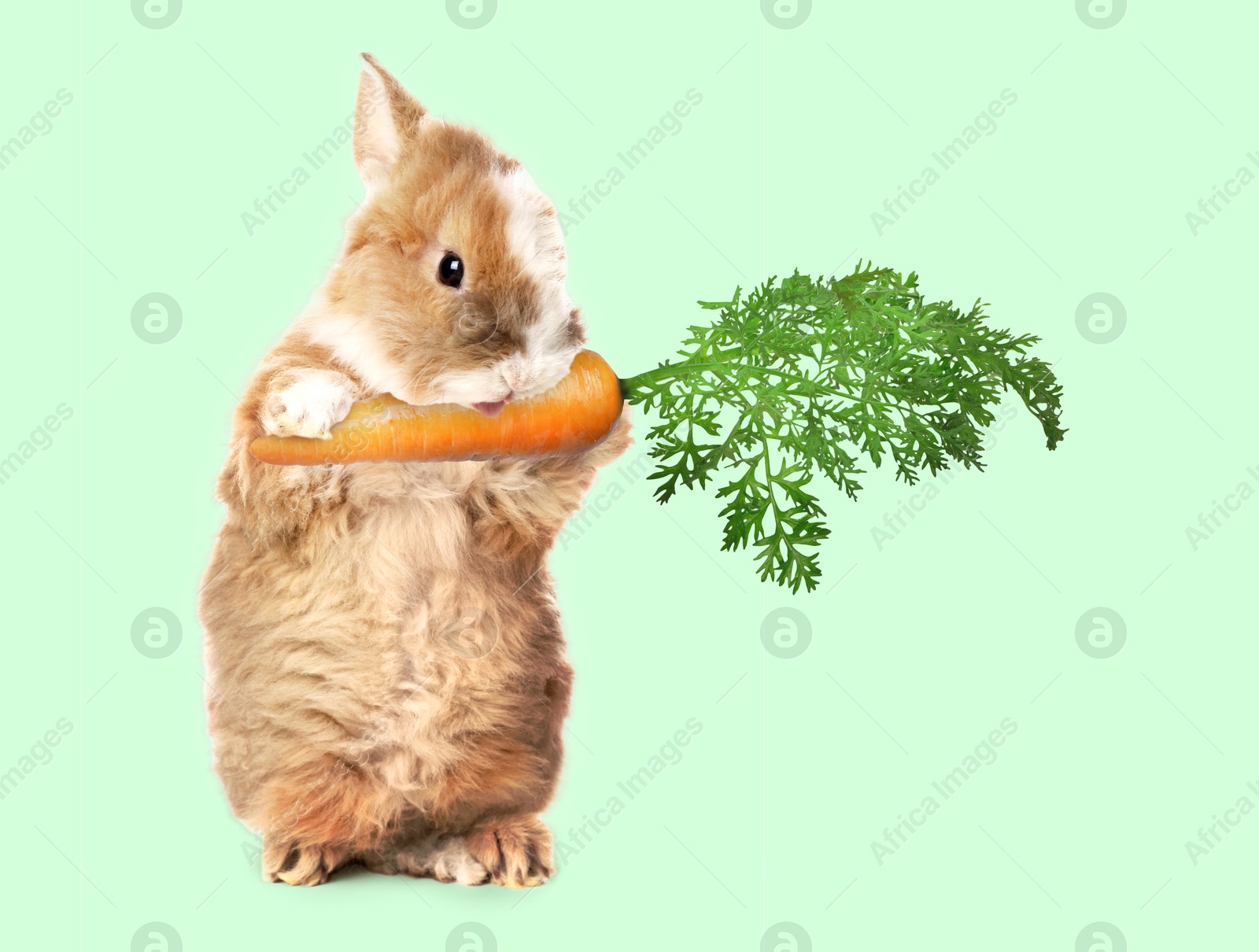 Image of Cute bunny eating carrot on light green background
