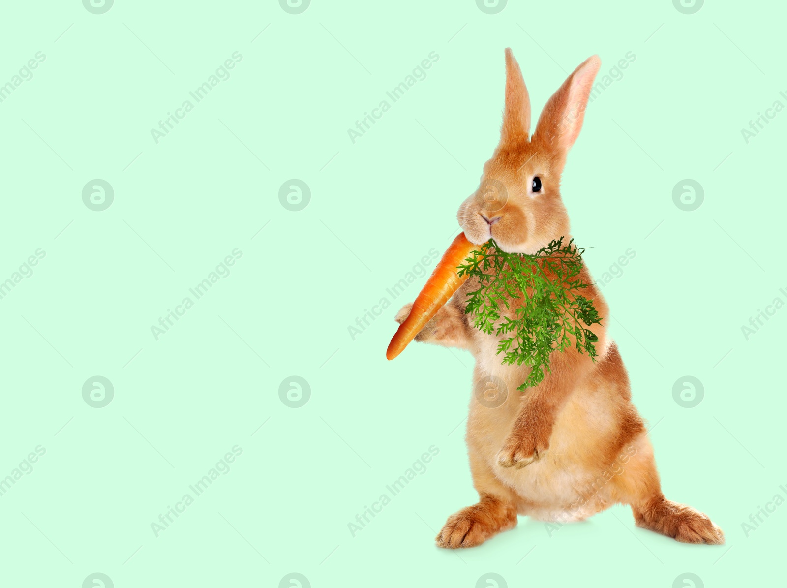 Cute rabbit eating carrot on light turquoise background Image of Cute rabbit eating carrot on light turquoise background