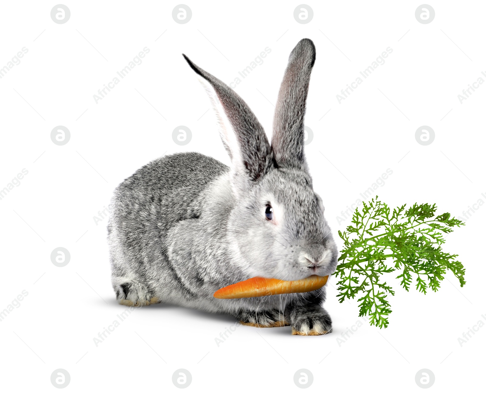Cute grey rabbit eating carrot on white background Image of Cute grey rabbit eating carrot on white background