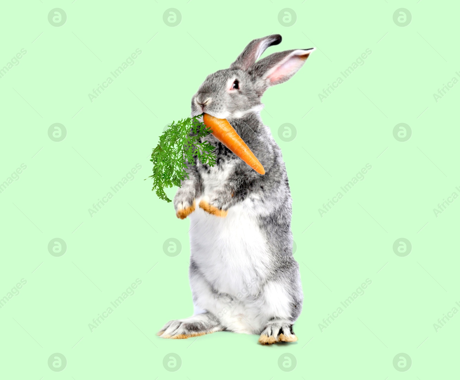 Cute grey rabbit eating carrot on light turquoise background Image of Cute grey rabbit eating carrot on light turquoise background