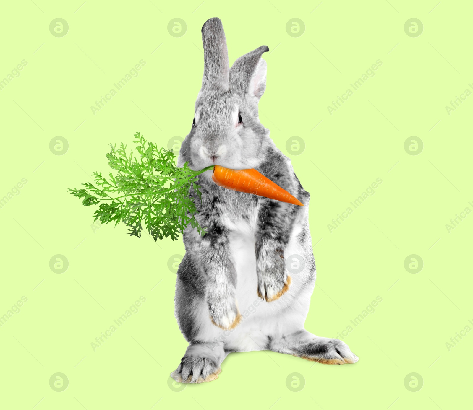 Cute grey rabbit eating carrot on light green background Image of Cute grey rabbit eating carrot on light green background