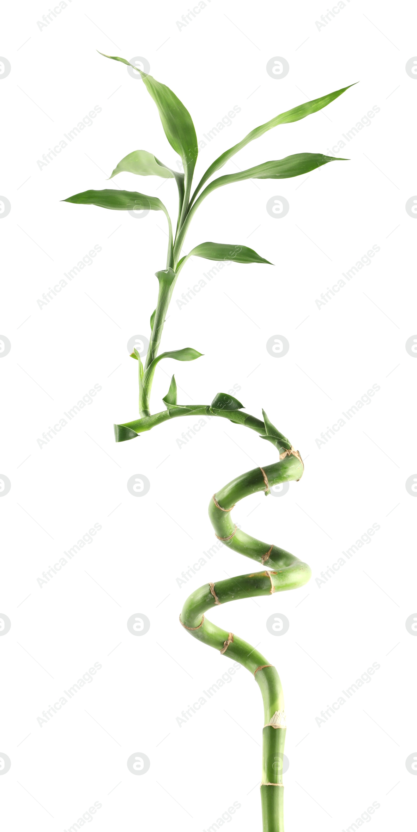 Photo of Beautiful decorative bamboo plant isolated on white