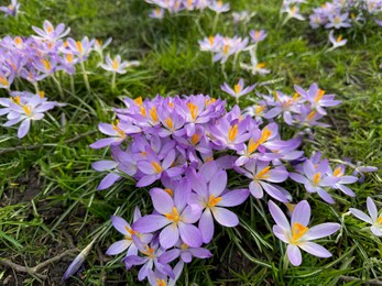Photo of Beautiful violet crocus flowers growing outdoors, closeup
