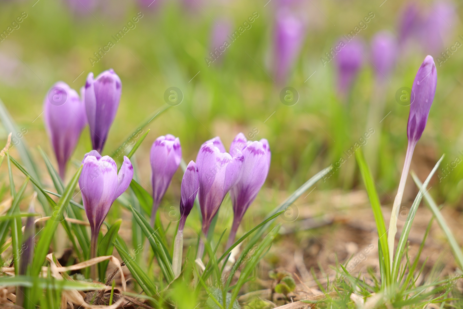 Many beautiful flowers and grass growing outdoors, closeup Photo of Many beautiful flowers and grass growing outdoors, closeup