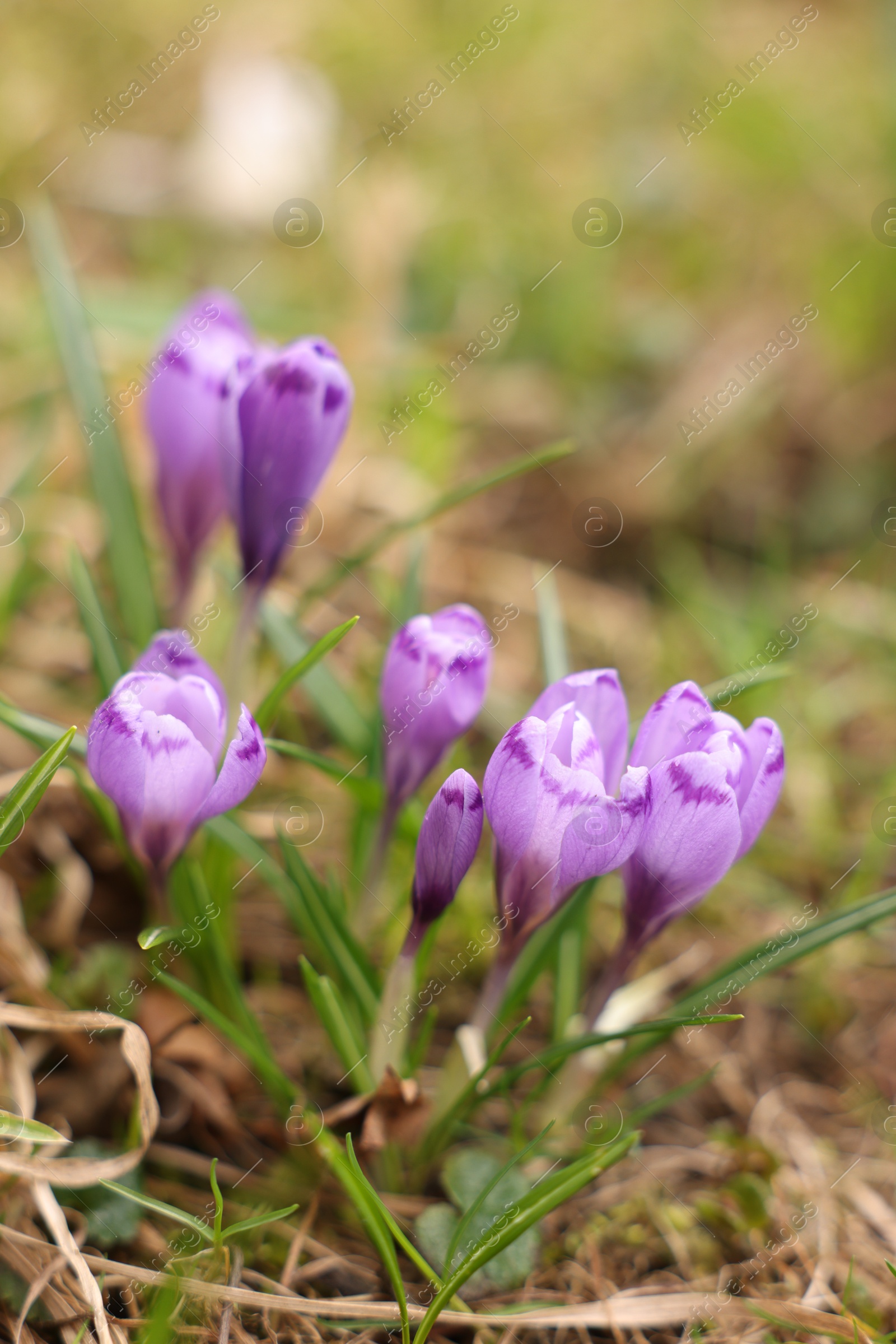 Many beautiful flowers and grass growing outdoors Photo of Many beautiful flowers and grass growing outdoors
