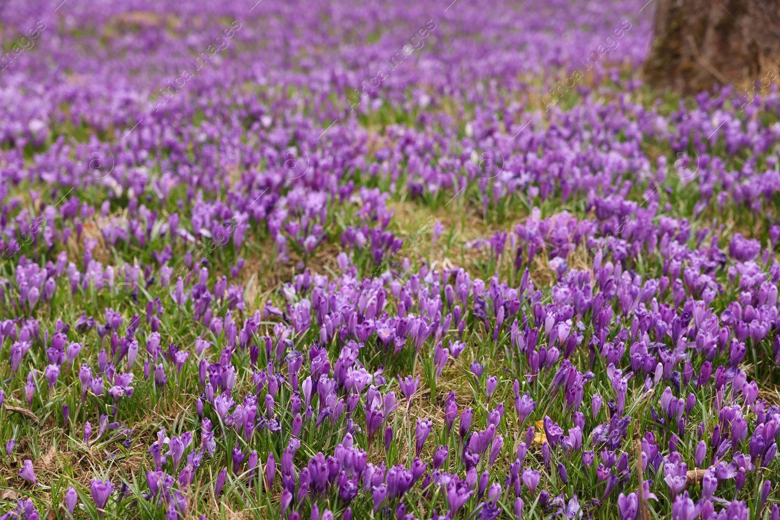 Photo of Many beautiful flowers and grass growing outdoors