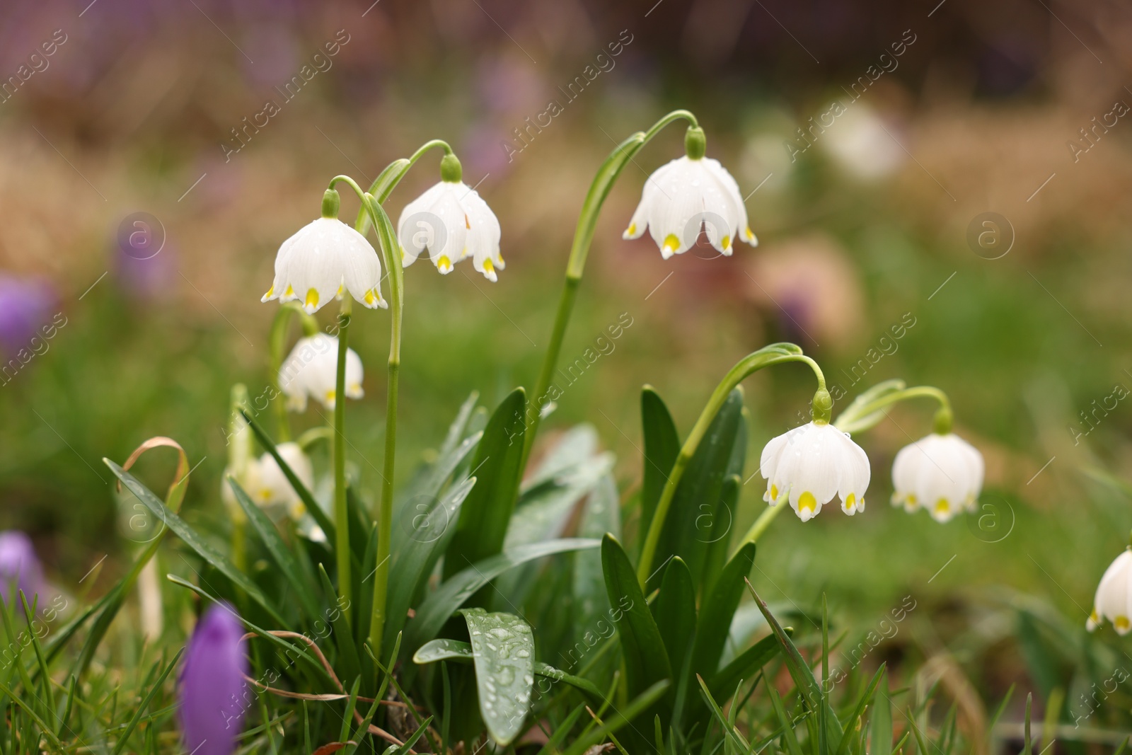 Many beautiful flowers and grass growing outdoors, closeup Photo of Many beautiful flowers and grass growing outdoors, closeup