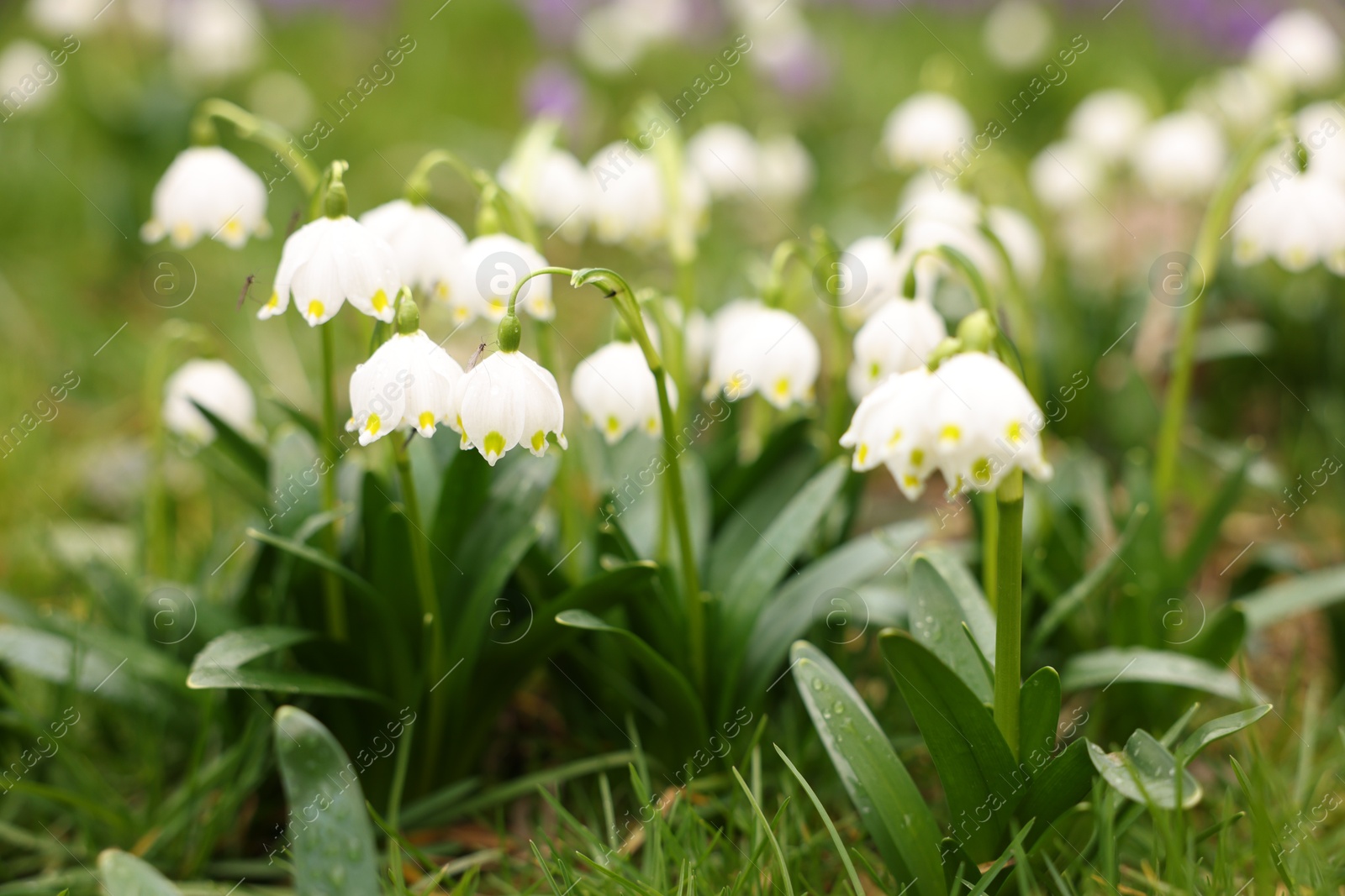 Many beautiful flowers and grass growing outdoors, closeup Photo of Many beautiful flowers and grass growing outdoors, closeup