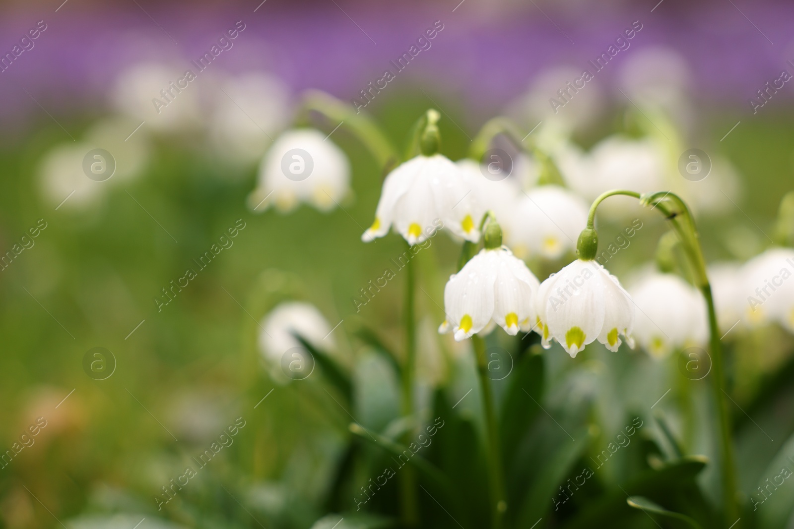 Photo of Many beautiful flowers growing outdoors, closeup. Space for text