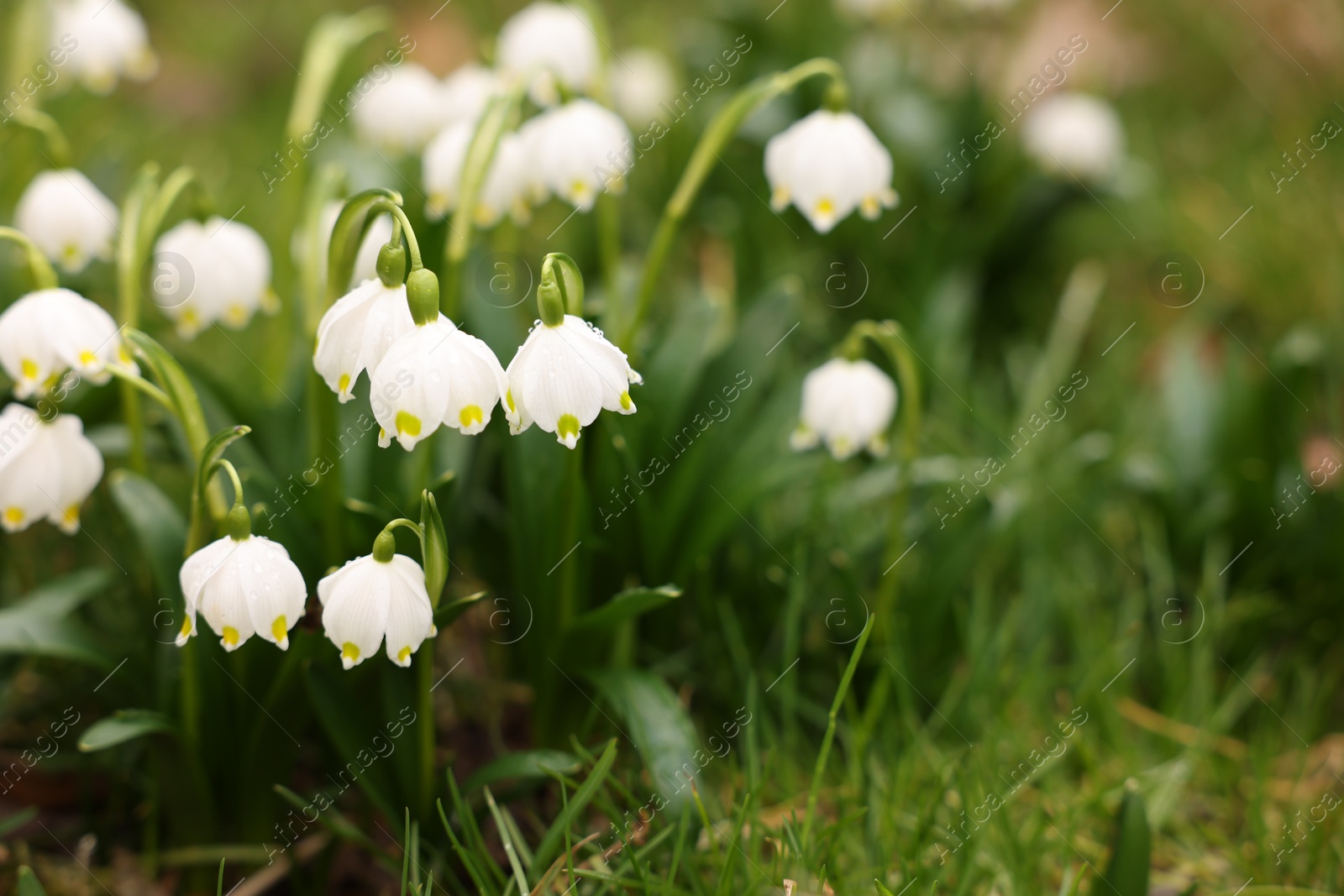 Many beautiful flowers growing outdoors, closeup. Space for text Photo of Many beautiful flowers growing outdoors, closeup. Space for text