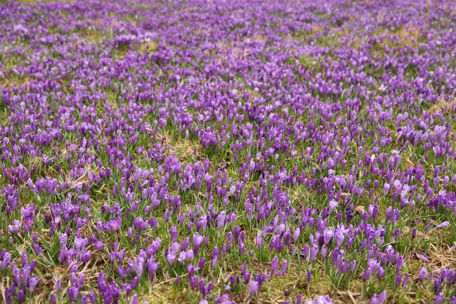 Many beautiful flowers and grass growing outdoors Photo of Many beautiful flowers and grass growing outdoors
