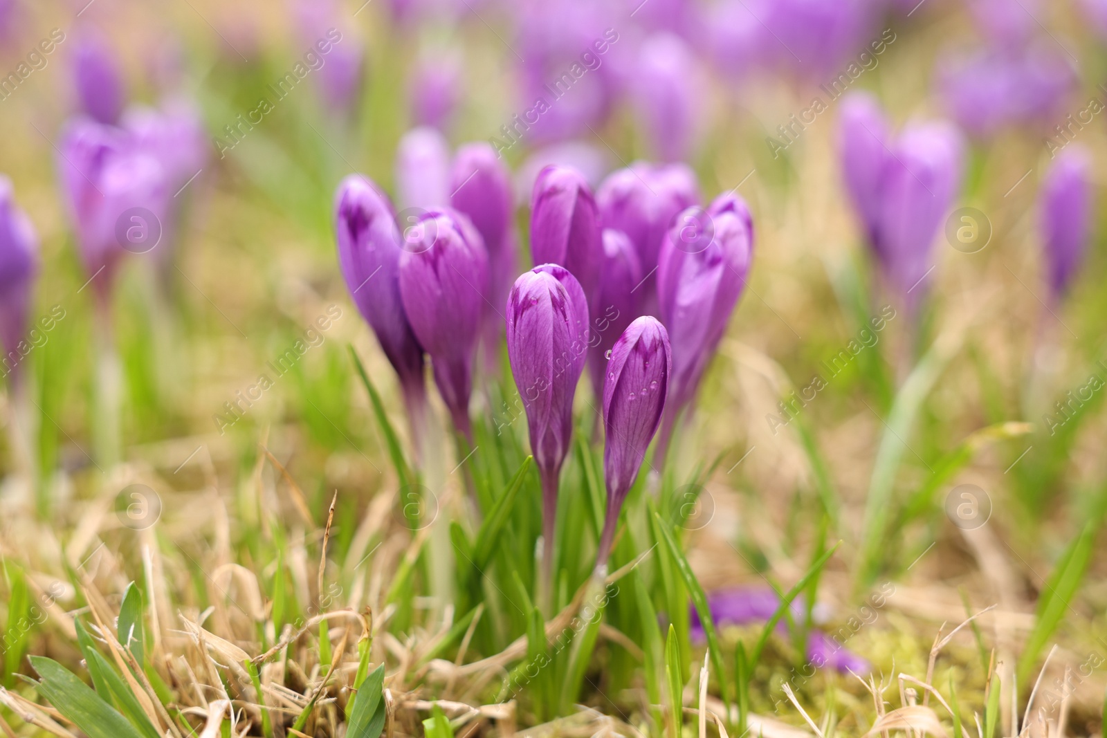 Photo of Many beautiful flowers and grass growing outdoors, closeup