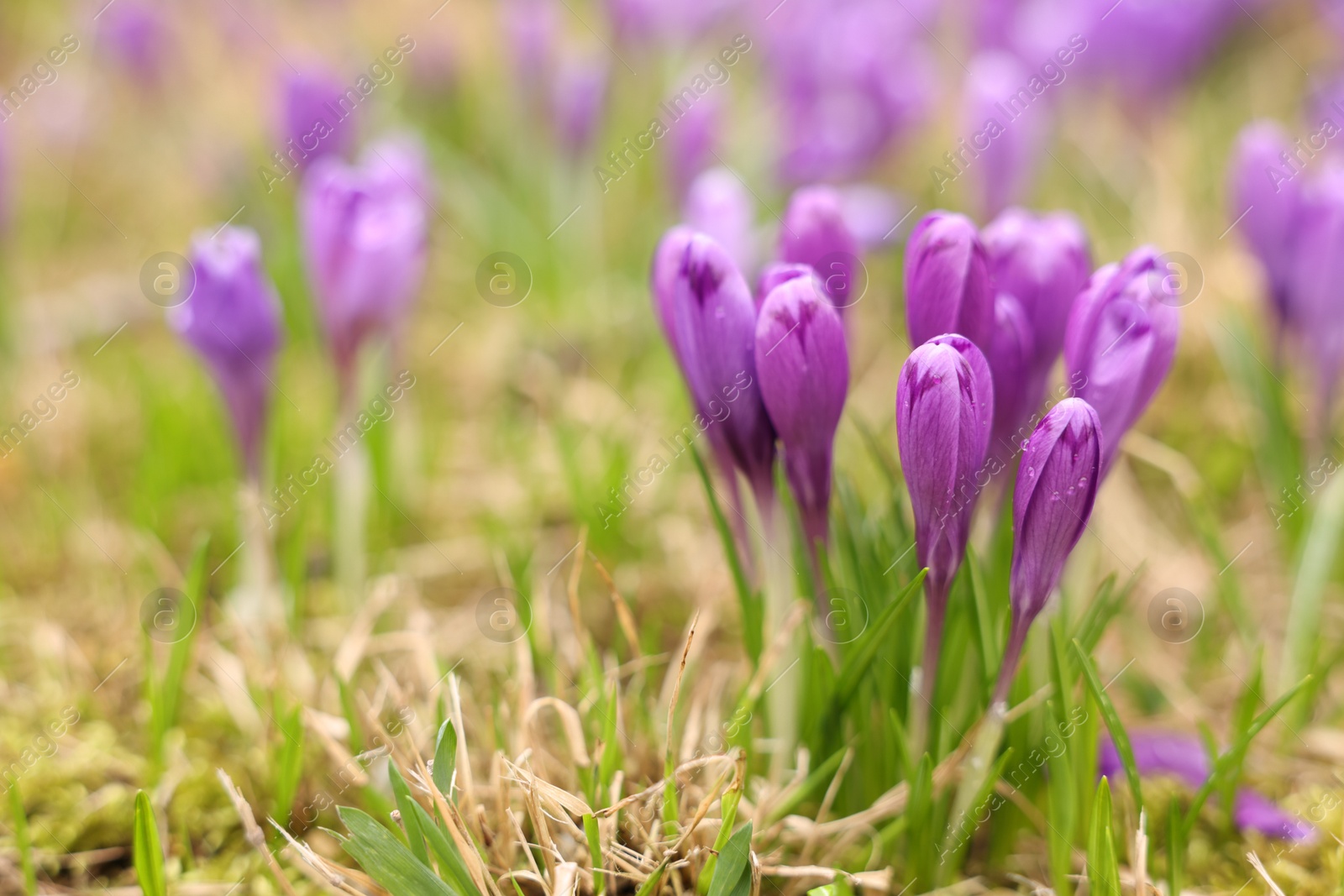 Many beautiful flowers and grass growing outdoors, closeup. Space for text Photo of Many beautiful flowers and grass growing outdoors, closeup. Space for text
