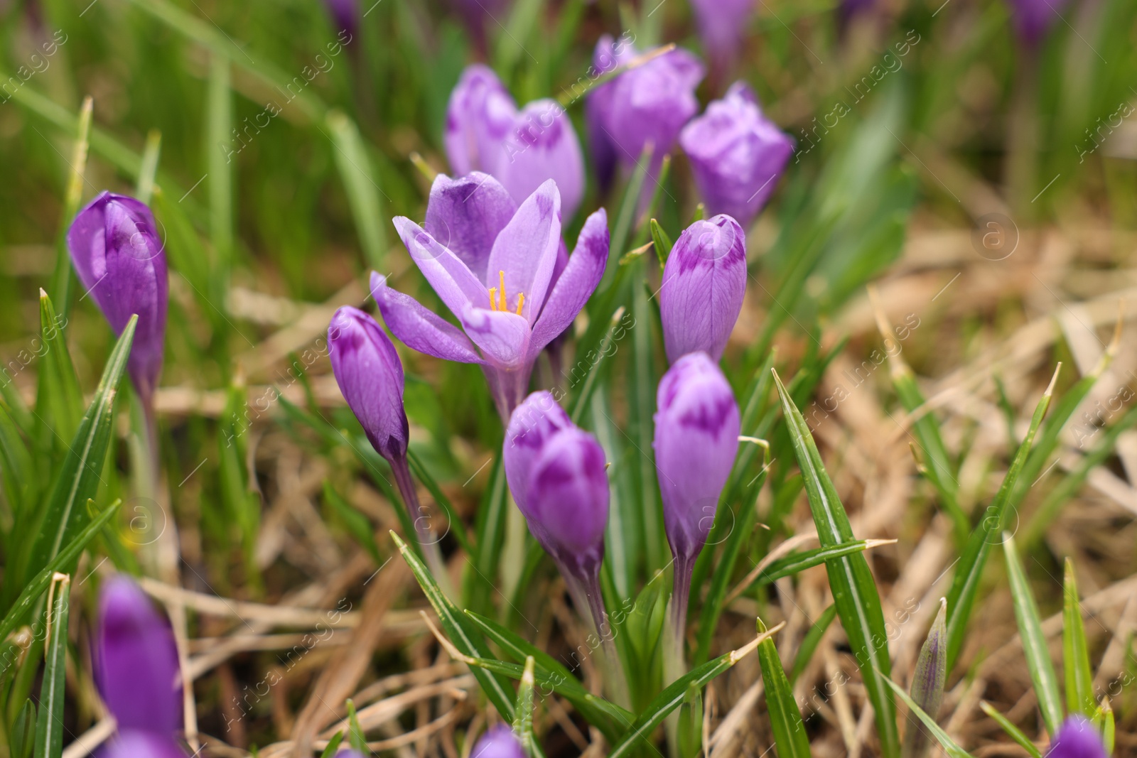 Many beautiful flowers and grass growing outdoors, closeup Photo of Many beautiful flowers and grass growing outdoors, closeup