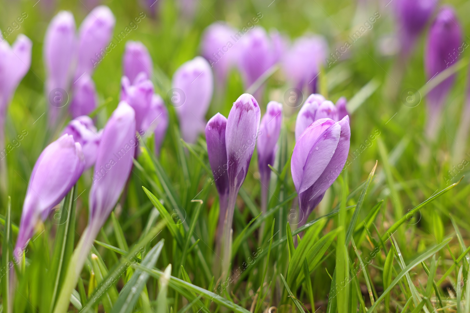 Many beautiful flowers and grass growing outdoors, closeup Photo of Many beautiful flowers and grass growing outdoors, closeup