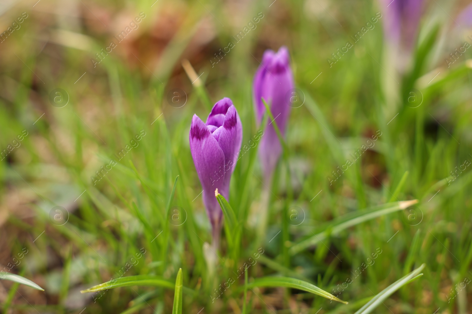 Beautiful flowers and grass growing outdoors, closeup Photo of Beautiful flowers and grass growing outdoors, closeup