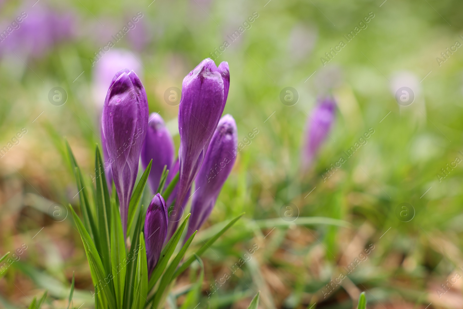 Beautiful flowers and grass growing outdoors, closeup. Space for text Photo of Beautiful flowers and grass growing outdoors, closeup. Space for text
