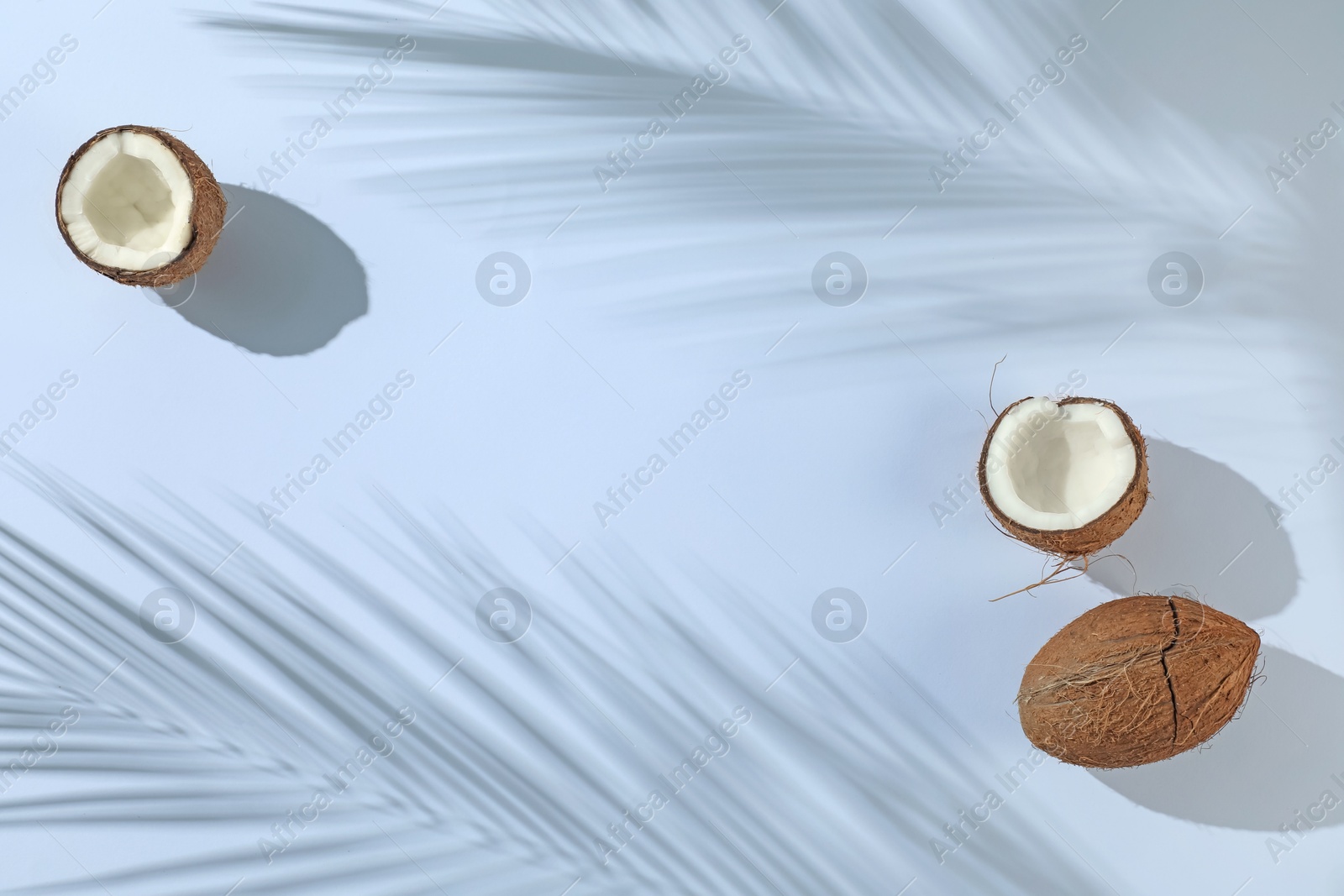 Fresh coconuts and shadow cast by tropical palm on light grey background, flat lay. Space for text Photo of Fresh coconuts and shadow cast by tropical palm on light grey background, flat lay. Space for text