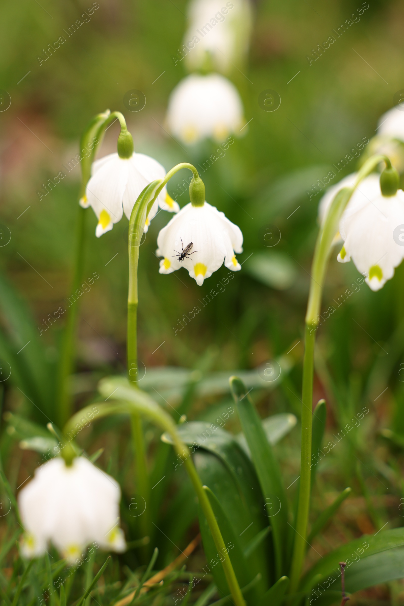 Many beautiful flowers and grass growing outdoors, closeup Photo of Many beautiful flowers and grass growing outdoors, closeup