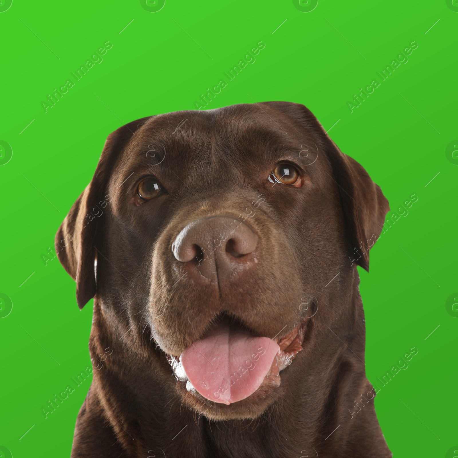 Chocolate Labrador Retriever on green background. Dog portrait Image of Chocolate Labrador Retriever on green background. Dog portrait