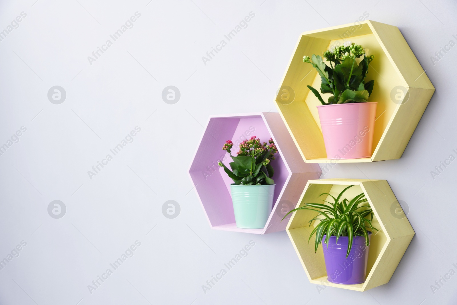 Colorful shelves with green potted houseplants on light grey wall indoors, space for text Photo of Colorful shelves with green potted houseplants on light grey wall indoors, space for text