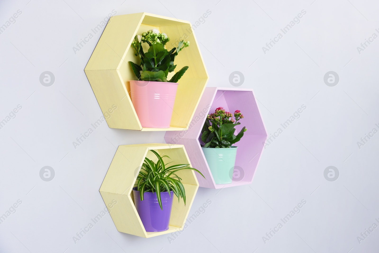 Colorful shelves with green potted houseplants on light grey wall indoors Photo of Colorful shelves with green potted houseplants on light grey wall indoors
