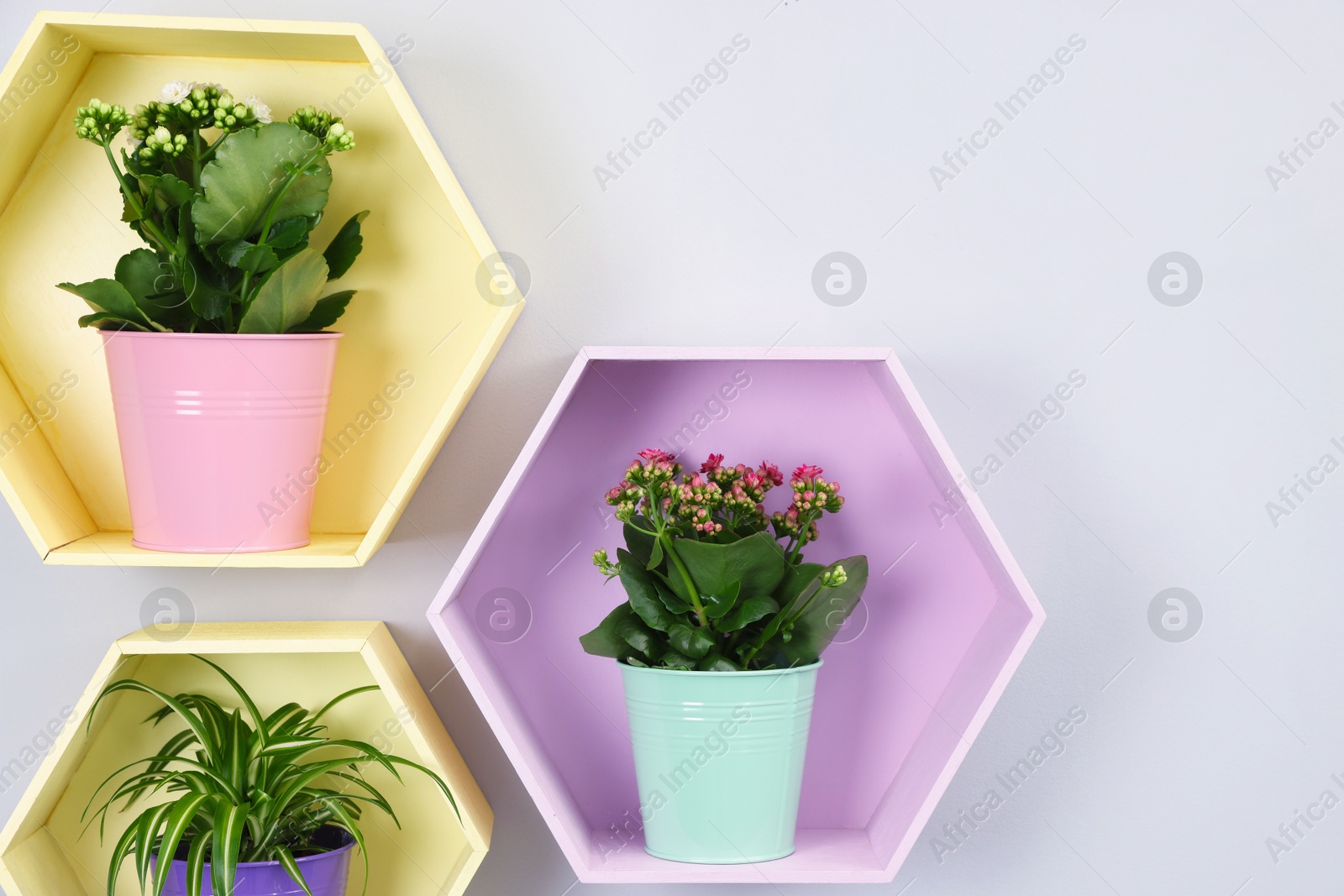 Colorful shelves with green potted houseplants on light grey wall indoors Photo of Colorful shelves with green potted houseplants on light grey wall indoors