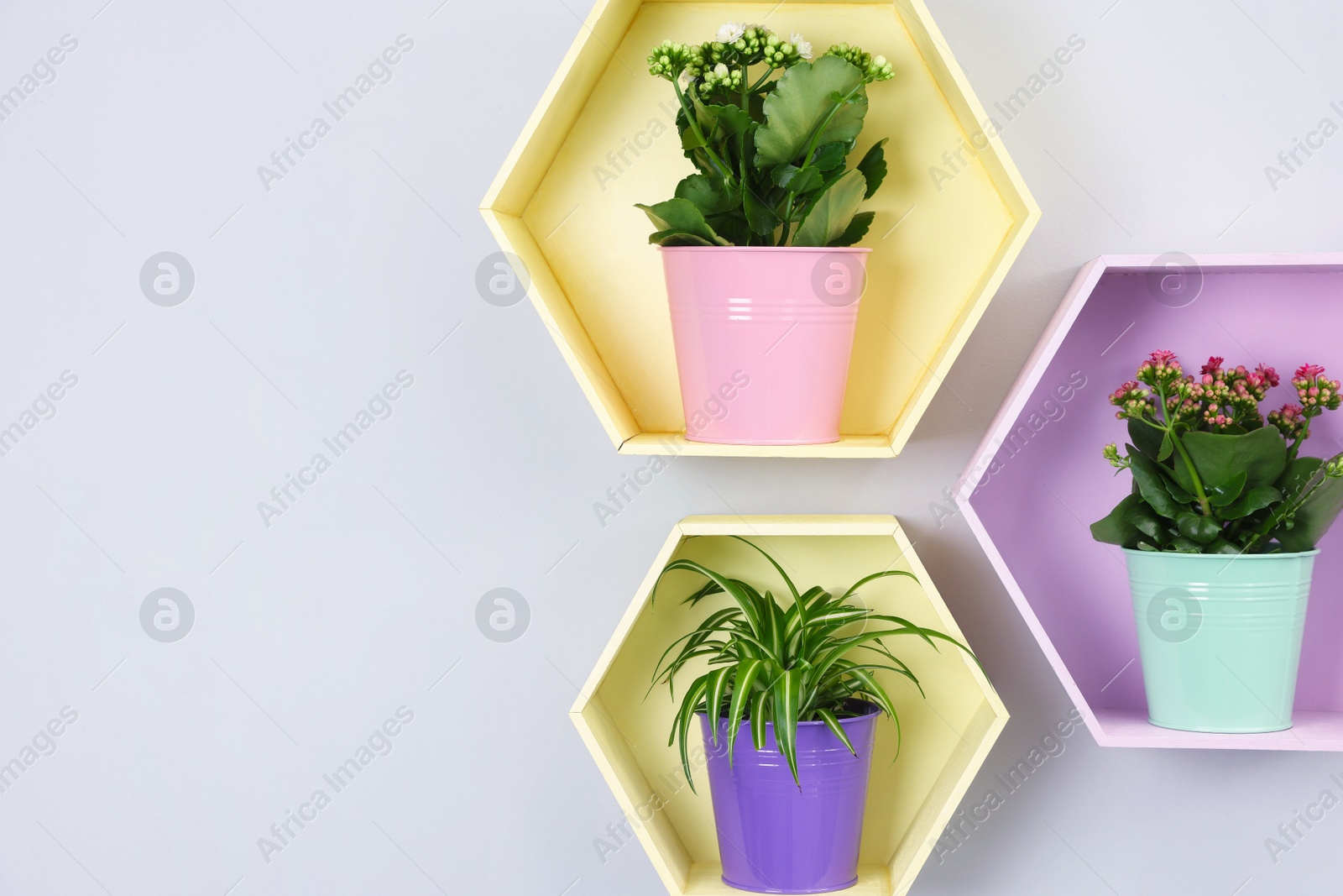 Colorful shelves with green potted houseplants on light grey wall indoors, space for text Photo of Colorful shelves with green potted houseplants on light grey wall indoors, space for text