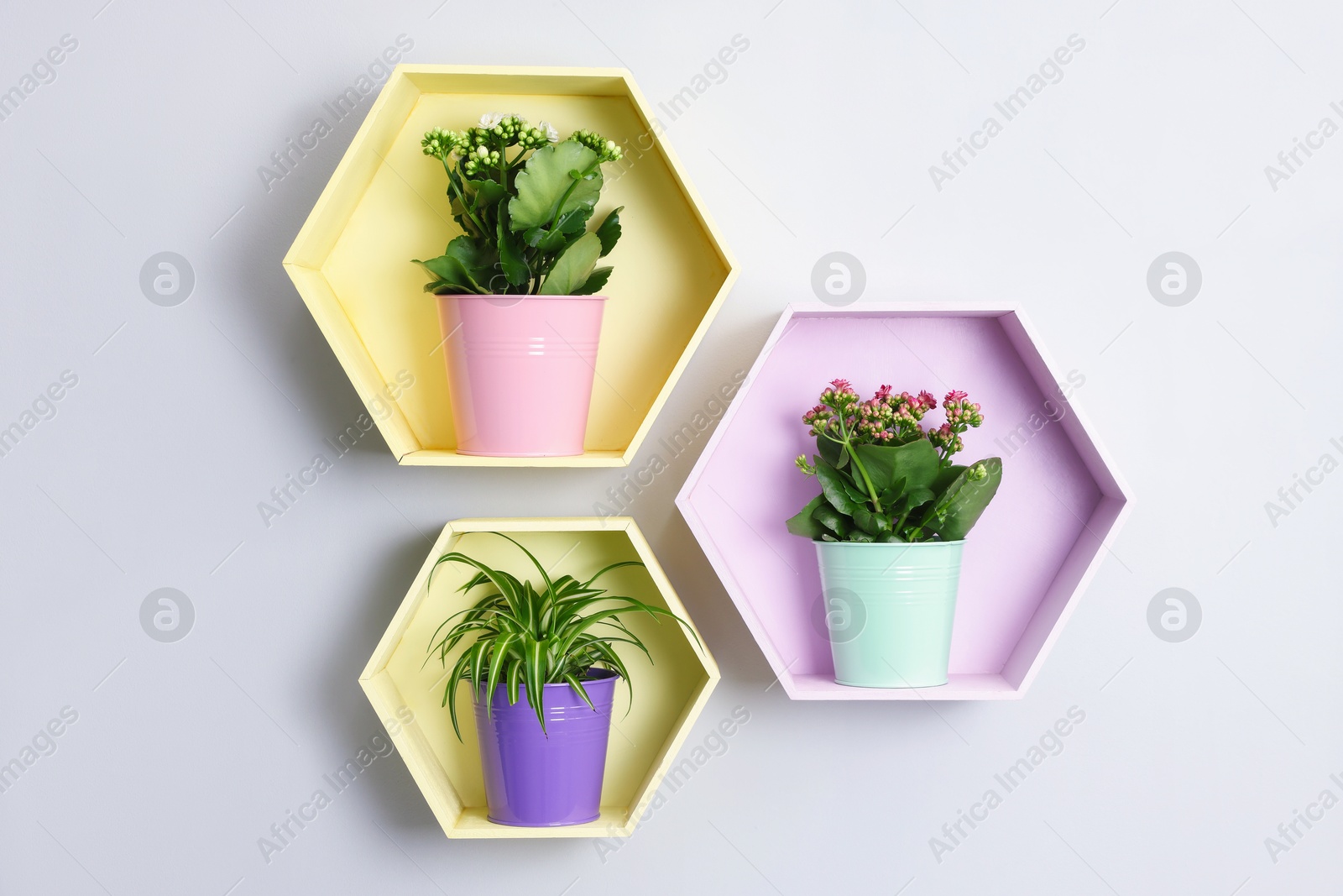 Colorful shelves with green potted houseplants on light grey wall indoors Photo of Colorful shelves with green potted houseplants on light grey wall indoors