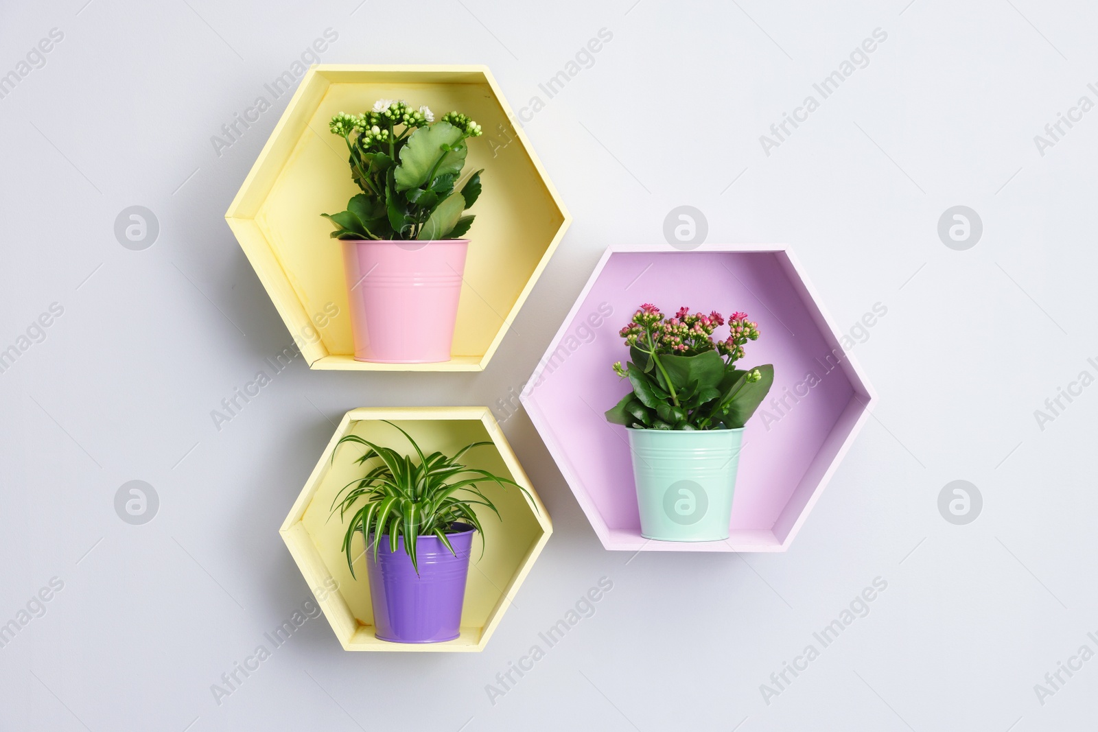 Colorful shelves with green potted houseplants on light grey wall indoors Photo of Colorful shelves with green potted houseplants on light grey wall indoors