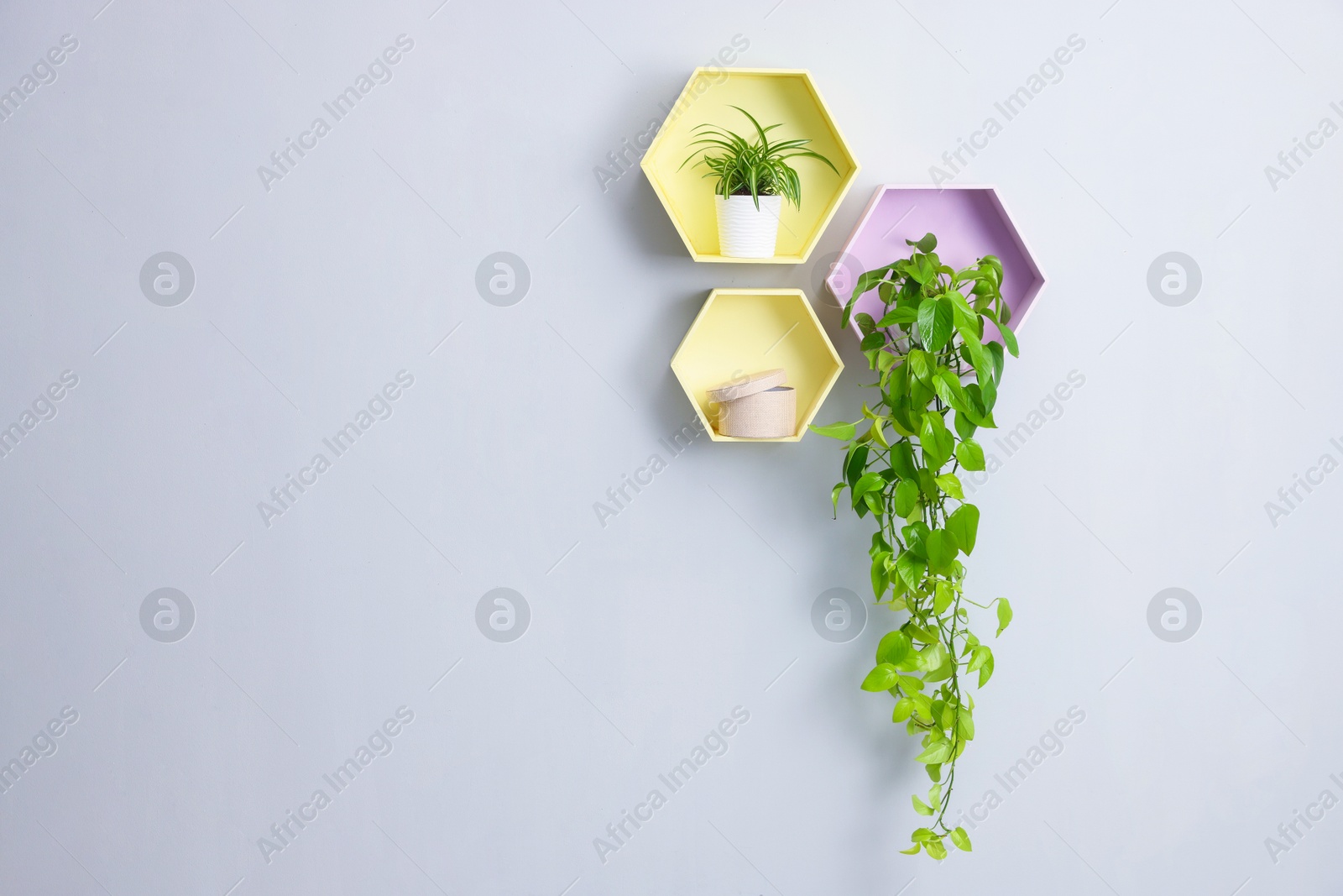 Colorful shelves with green potted houseplants on light grey wall indoors, space for text Photo of Colorful shelves with green potted houseplants on light grey wall indoors, space for text
