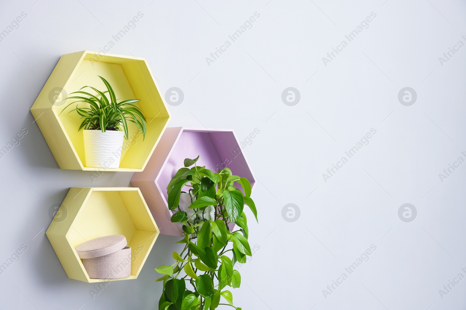 Colorful shelves with green potted houseplants on light grey wall indoors, space for text Photo of Colorful shelves with green potted houseplants on light grey wall indoors, space for text