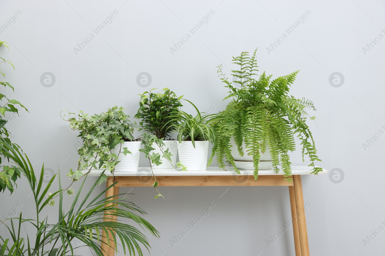 Green potted houseplants on table near light grey wall indoors Photo of Green potted houseplants on table near light grey wall indoors
