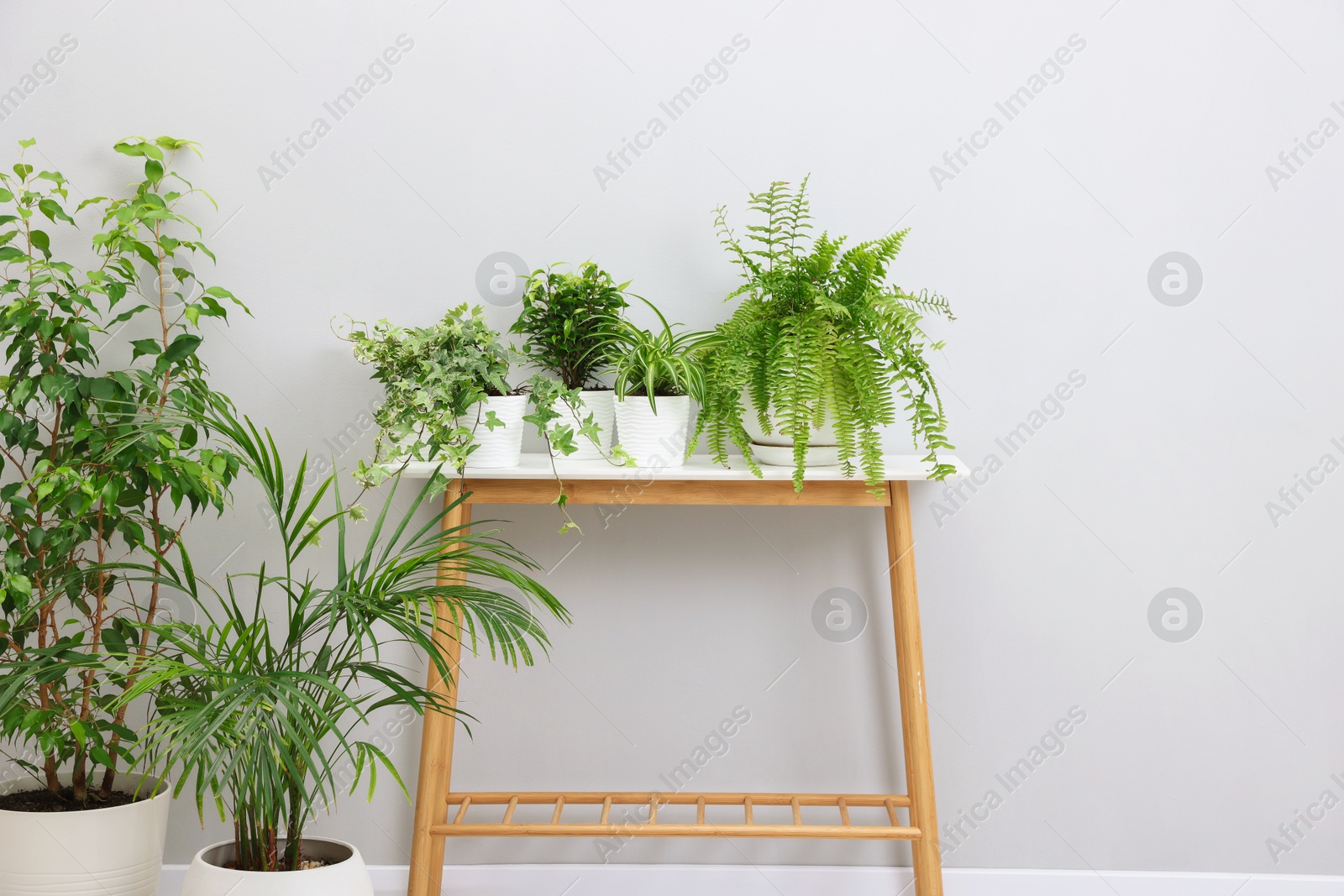 Green potted houseplants and storage bench near light grey wall indoors Photo of Green potted houseplants and storage bench near light grey wall indoors